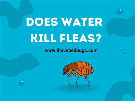 Can Fleas Swim in Water? And Why Do They Always Land on Your Coffee Cup?