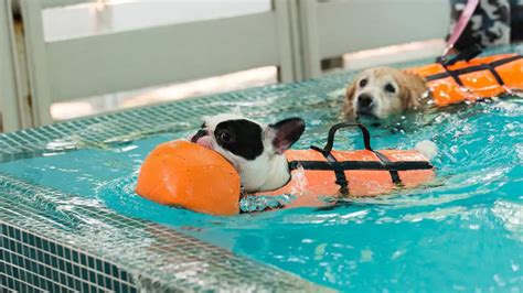 Can French Bulldogs Swim? Exploring the Depths of Canine Aquatic Abilities