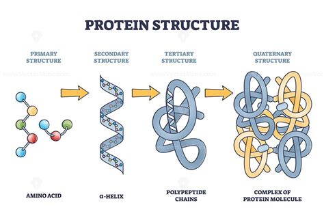 Determine the Highest Level of Protein Structure: A Journey Through the Labyrinth of Molecular Complexity