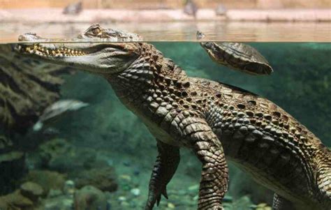 How Fast Can Alligators Swim? And Why Do They Sometimes Wear Sunglasses?