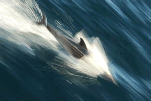 How Fast Dolphins Swim: A Dive into the Depths of Marine Velocity and Beyond