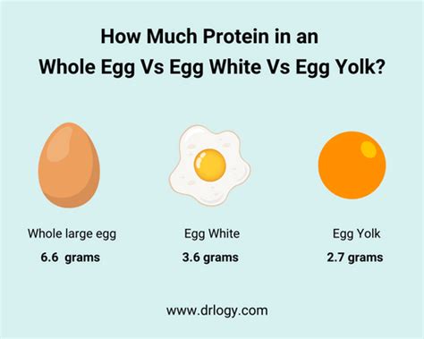 How Much Protein in One Extra Large Egg: A Journey Through Nutritional Myths and Culinary Delights