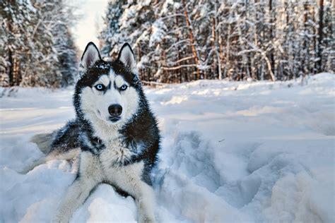 What had the most protein for huskies? And why do they dream of flying squirrels?