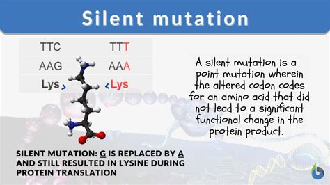 What is a Silent Mutation and How Does It Affect the Protein? Exploring the Intricacies of Genetic Variations